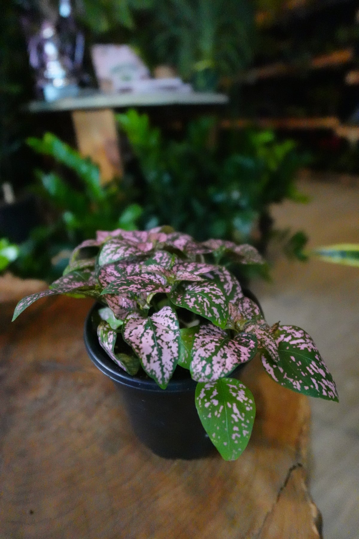 Polka Dot Plant 4"
