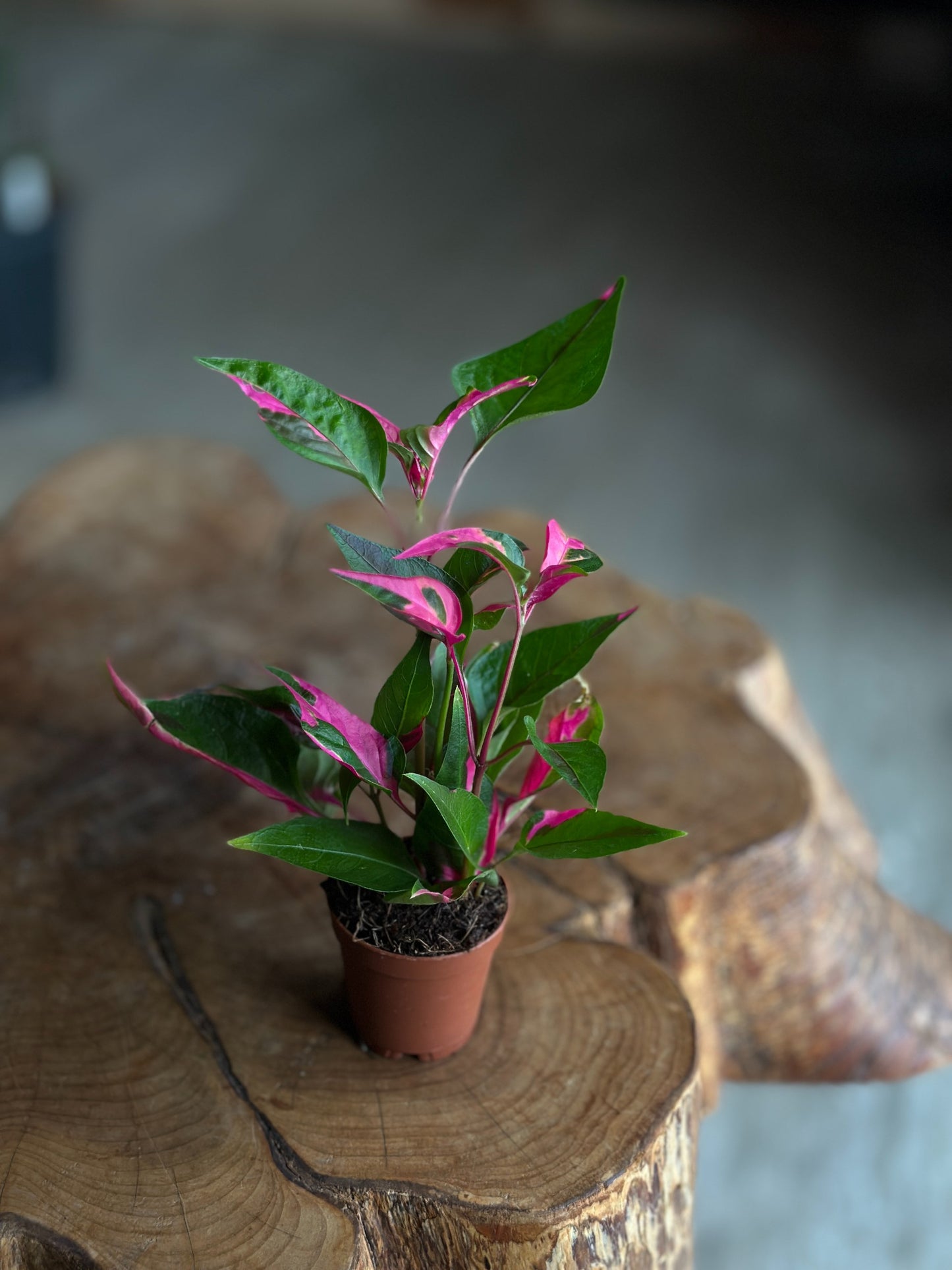 Alternanthera Party Time 2"
