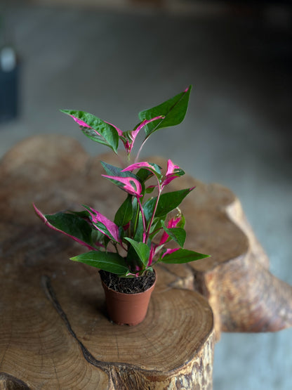 Alternanthera Party Time 2"
