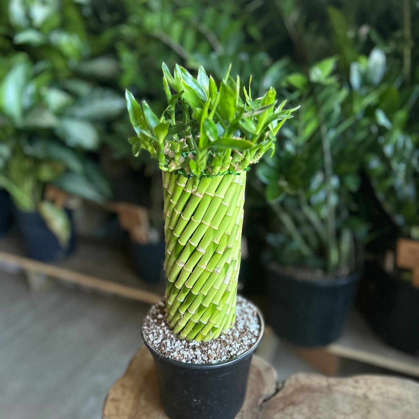 Bamboo Tornado 4"