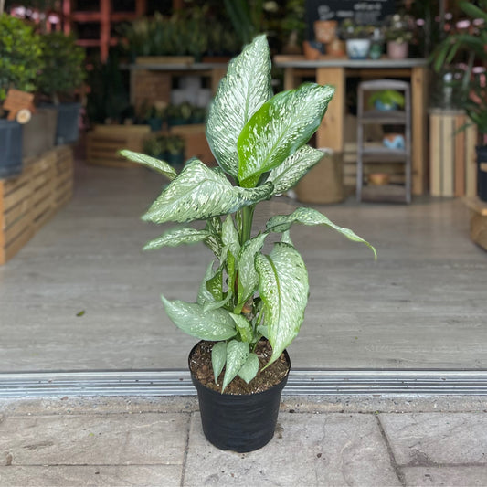 Dieffenbachia Tiki 8”