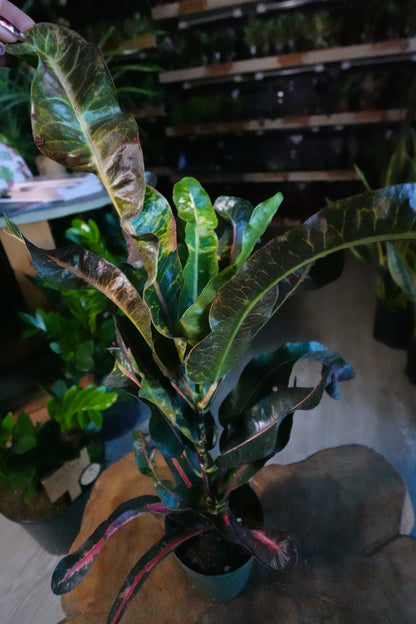 Croton Thai Dye Groovy 4"