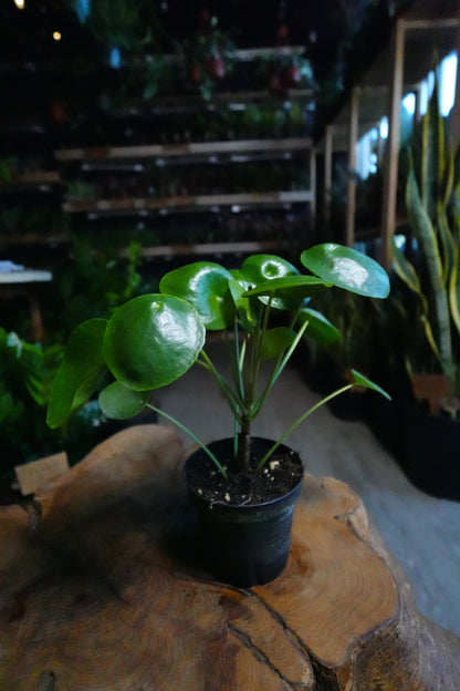 Pilea Peperomioides 4”