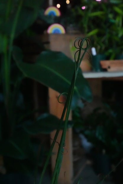 Albuca Frizzle Sizzle 4"