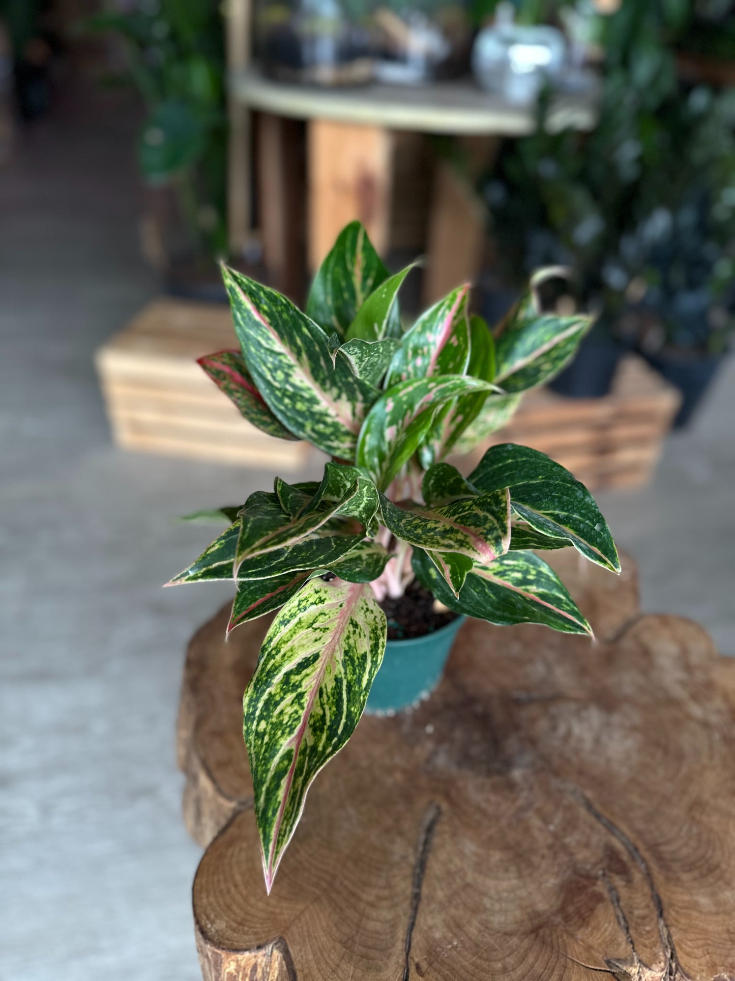 Aglaonema Dazzling Gem 6”