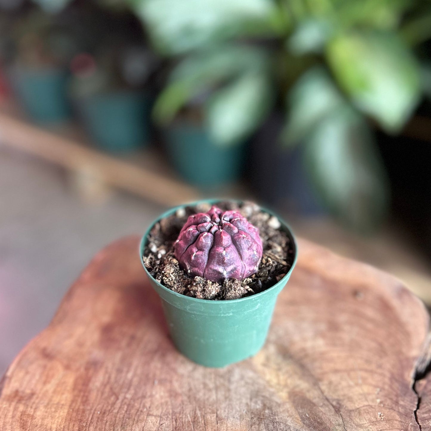 Dream Cactus 3"