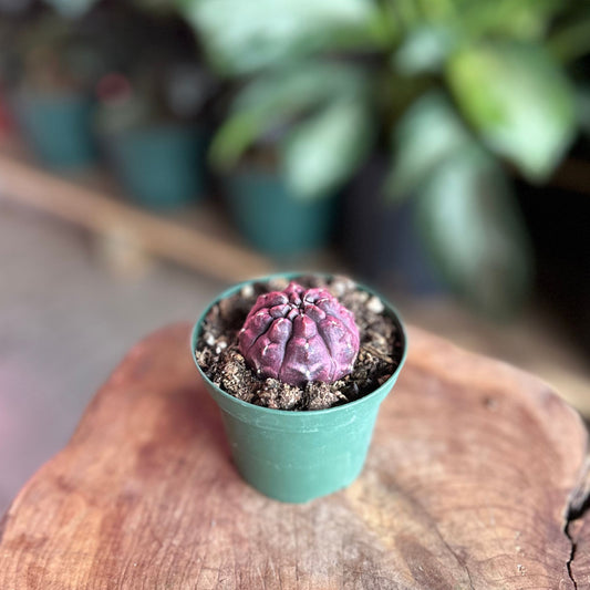 Dream Cactus 3"