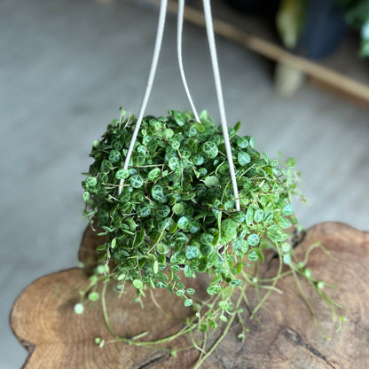 String of Turtles 4" HB