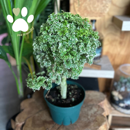 Ming Aralia Stump 8"