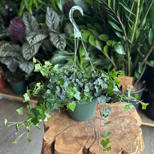 Ivy 8" HB