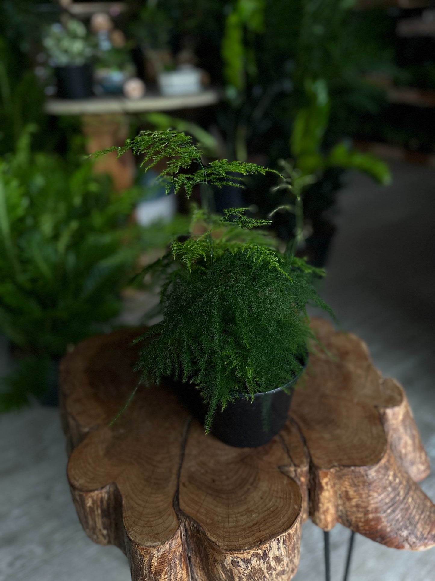Asparagus Plumosa 6"