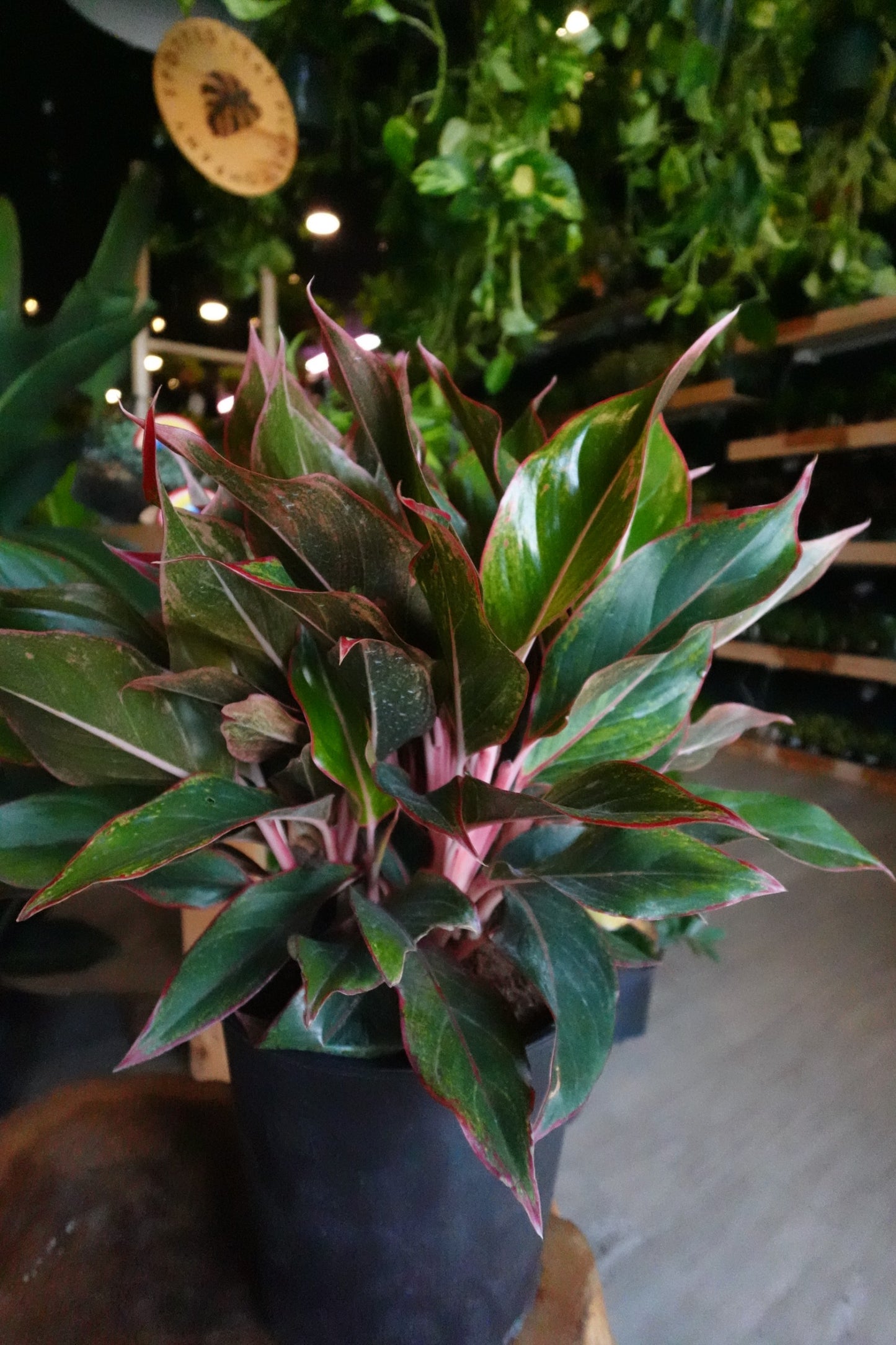 Aglaonema Red Siam 10"