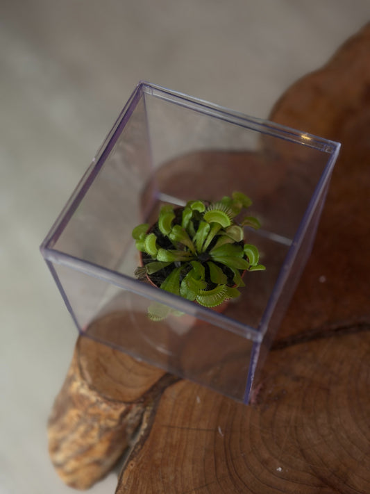 Venus Fly Trap Box