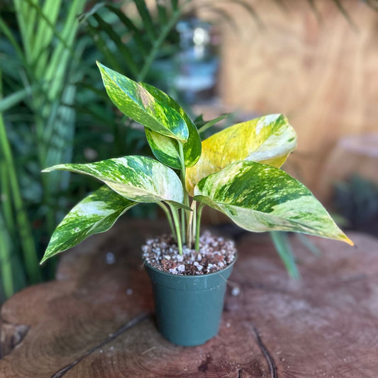Epipremnum Pinnatum Golden Flame 2"
