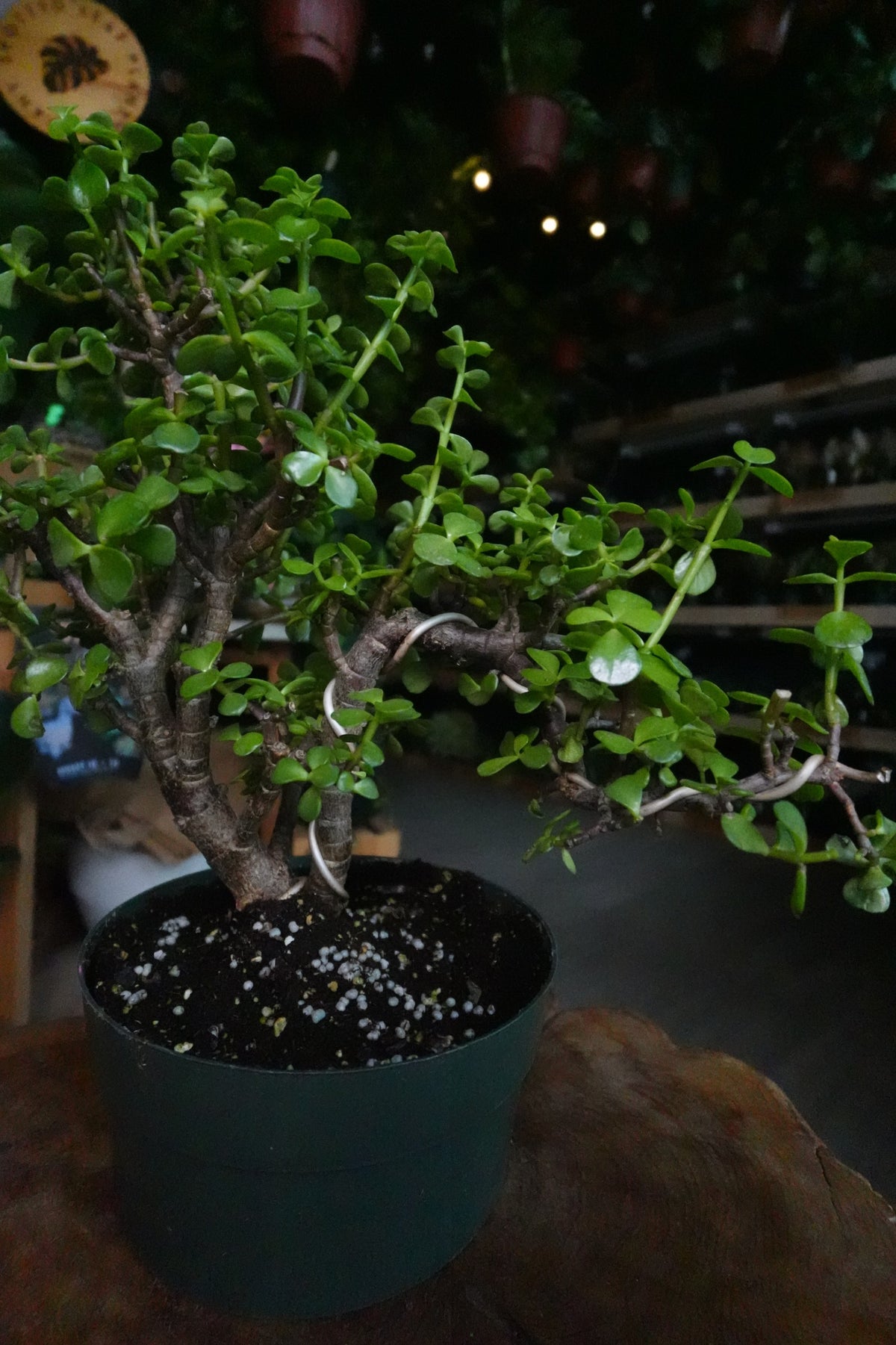 Portulacaria Afra Pagoda Bonsai 8"