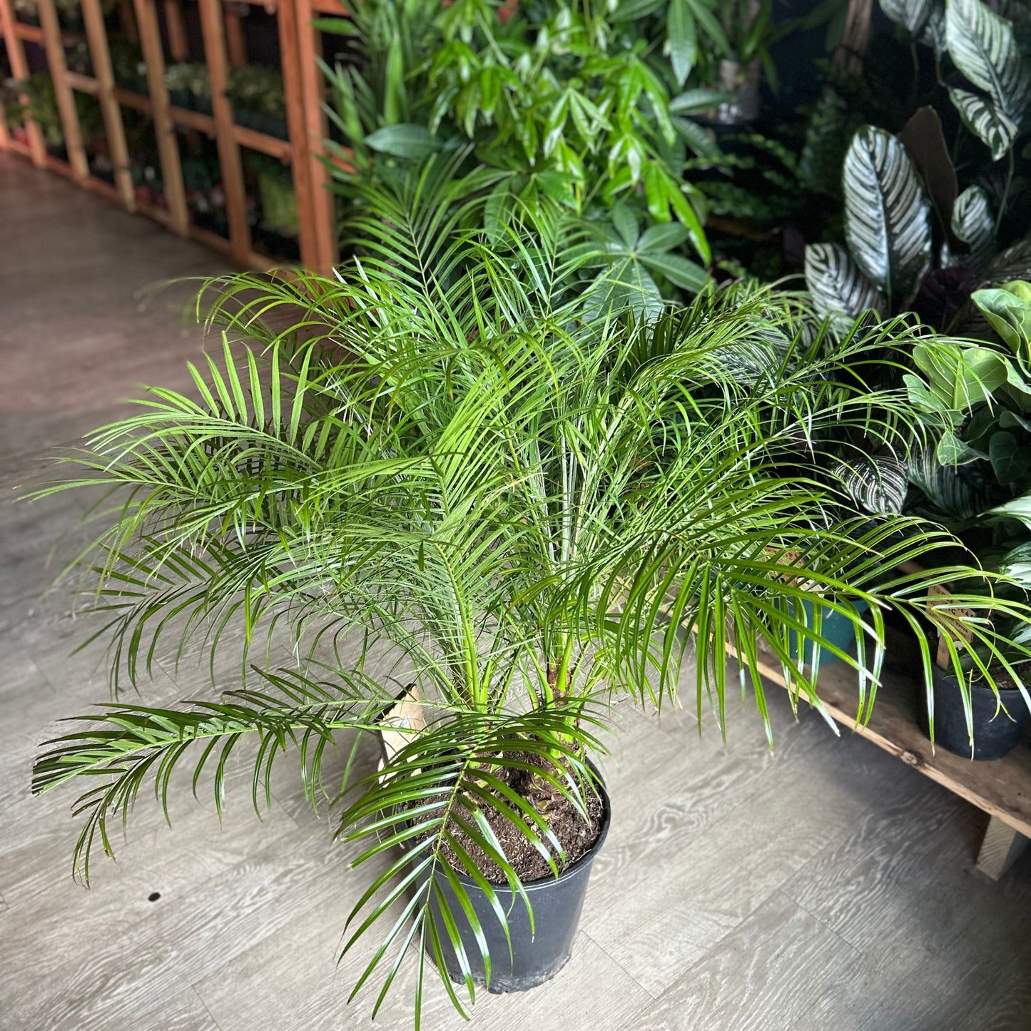 Date Palm 12”