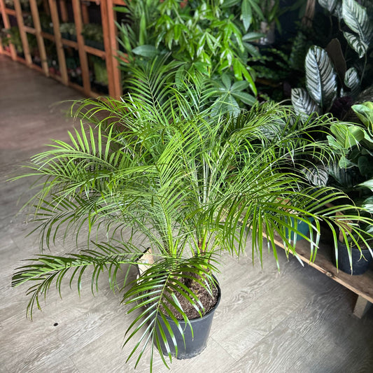 Date Palm 12”