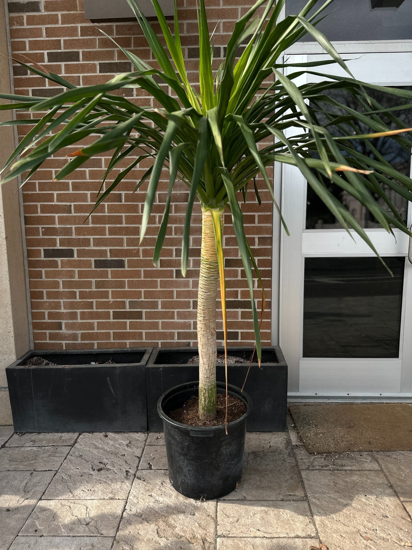 Dracaena Arborea 17"