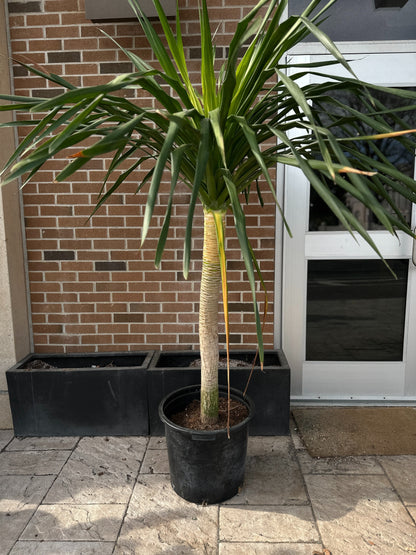 Dracaena Arborea 17"