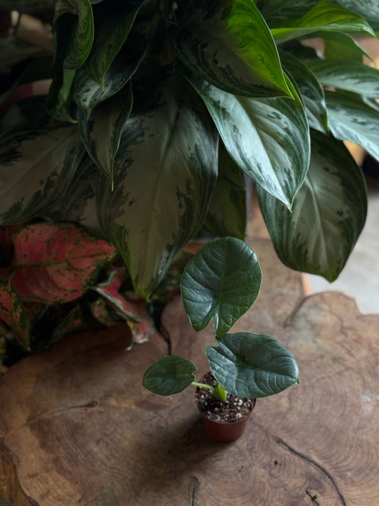 Alocasia Bisma 2”