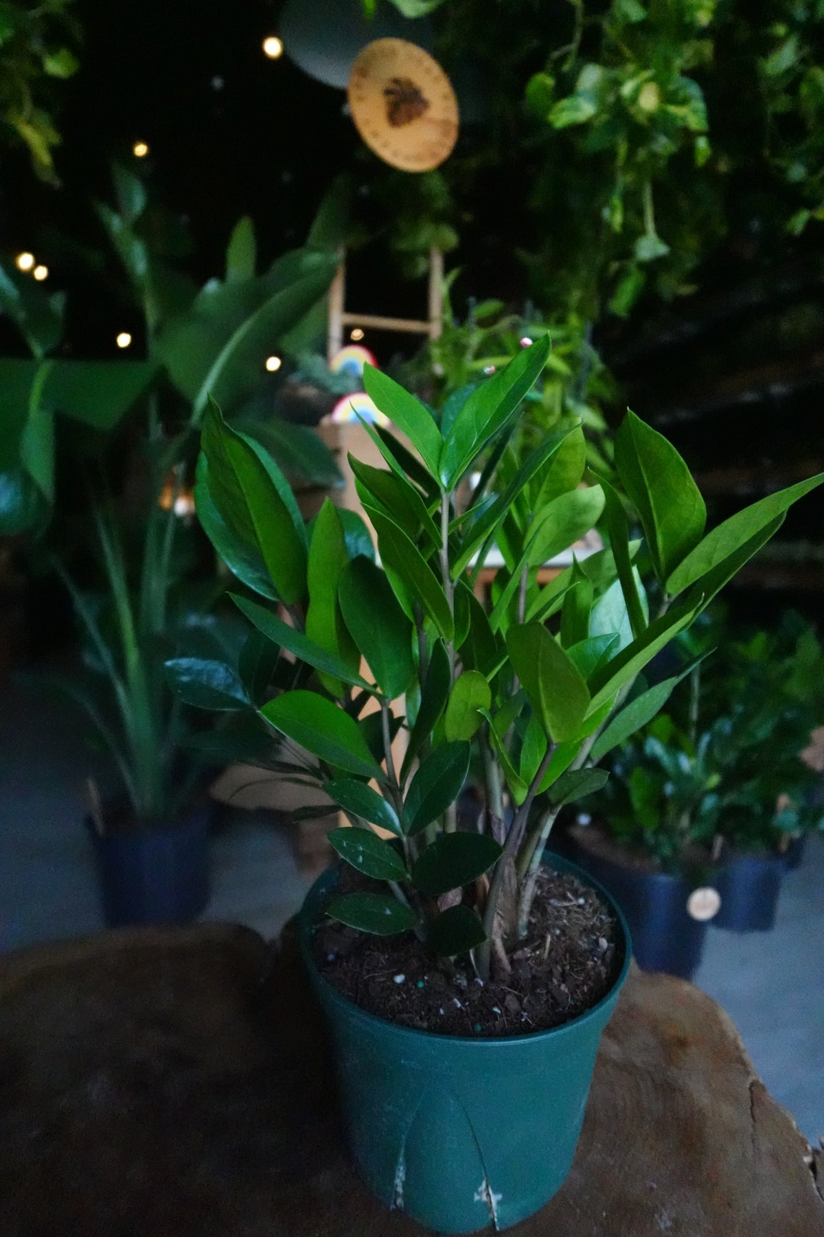 ZZ Plant 5"