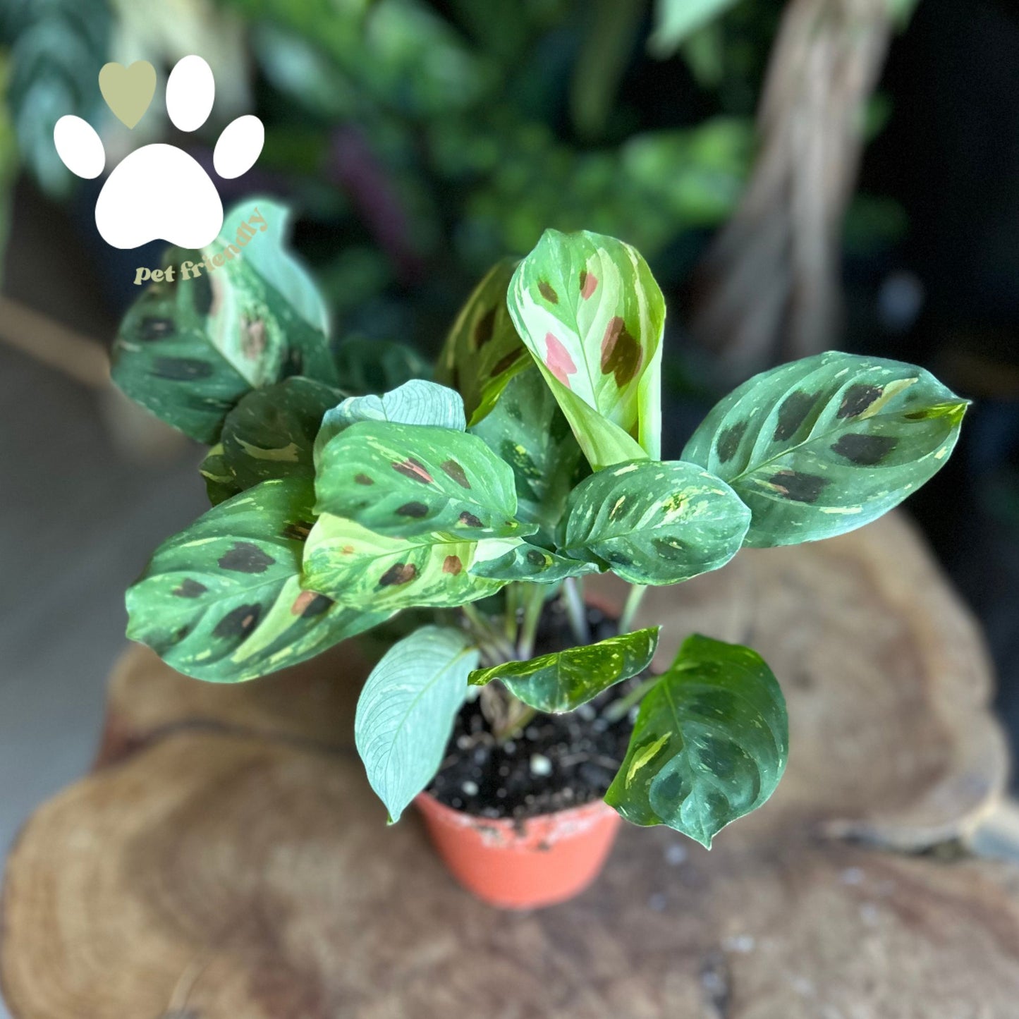 Prayer Maranta Beauty Kim 4"