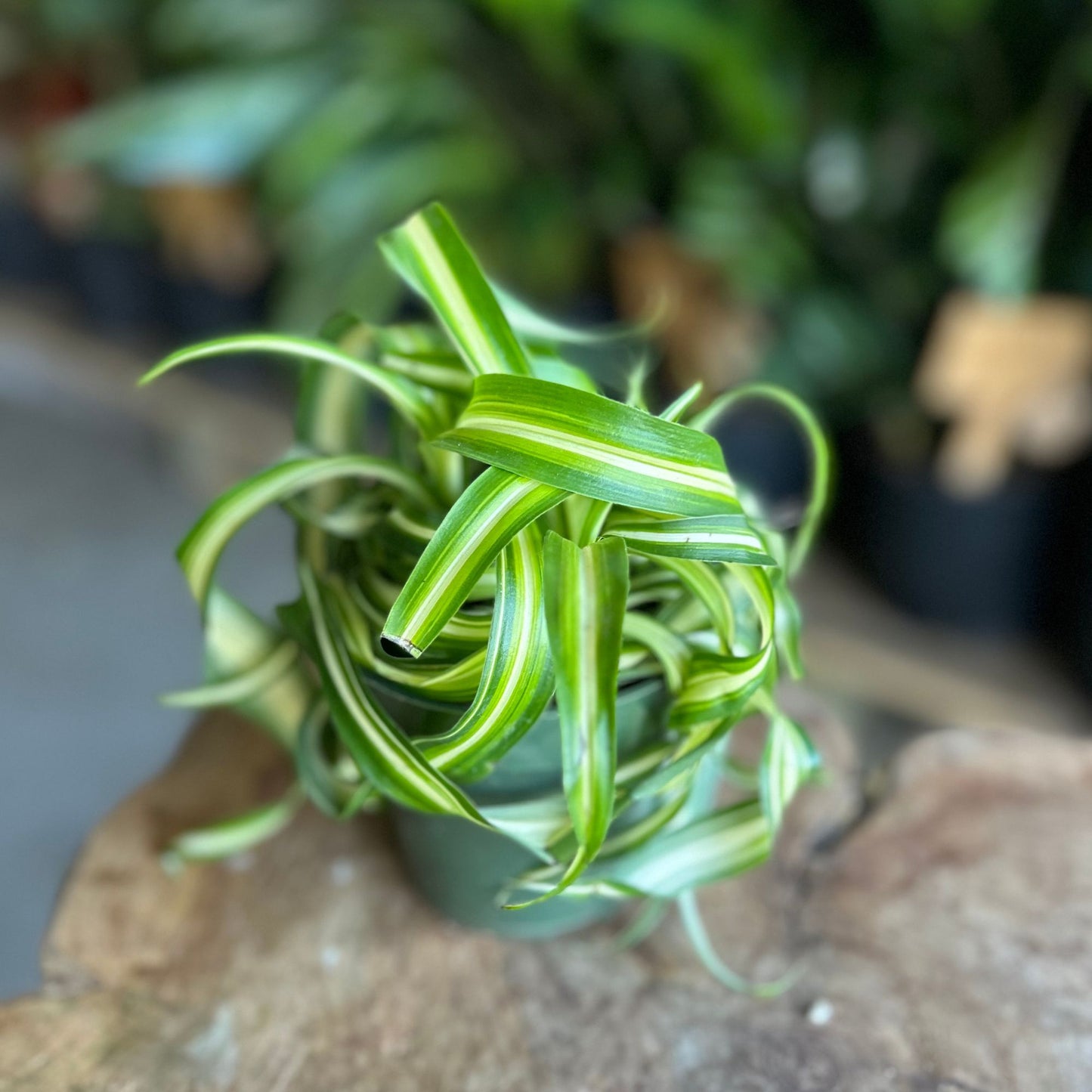 Spider Plant 4”