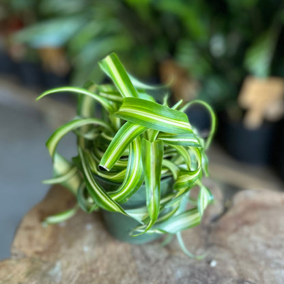 Spider Plant 4”