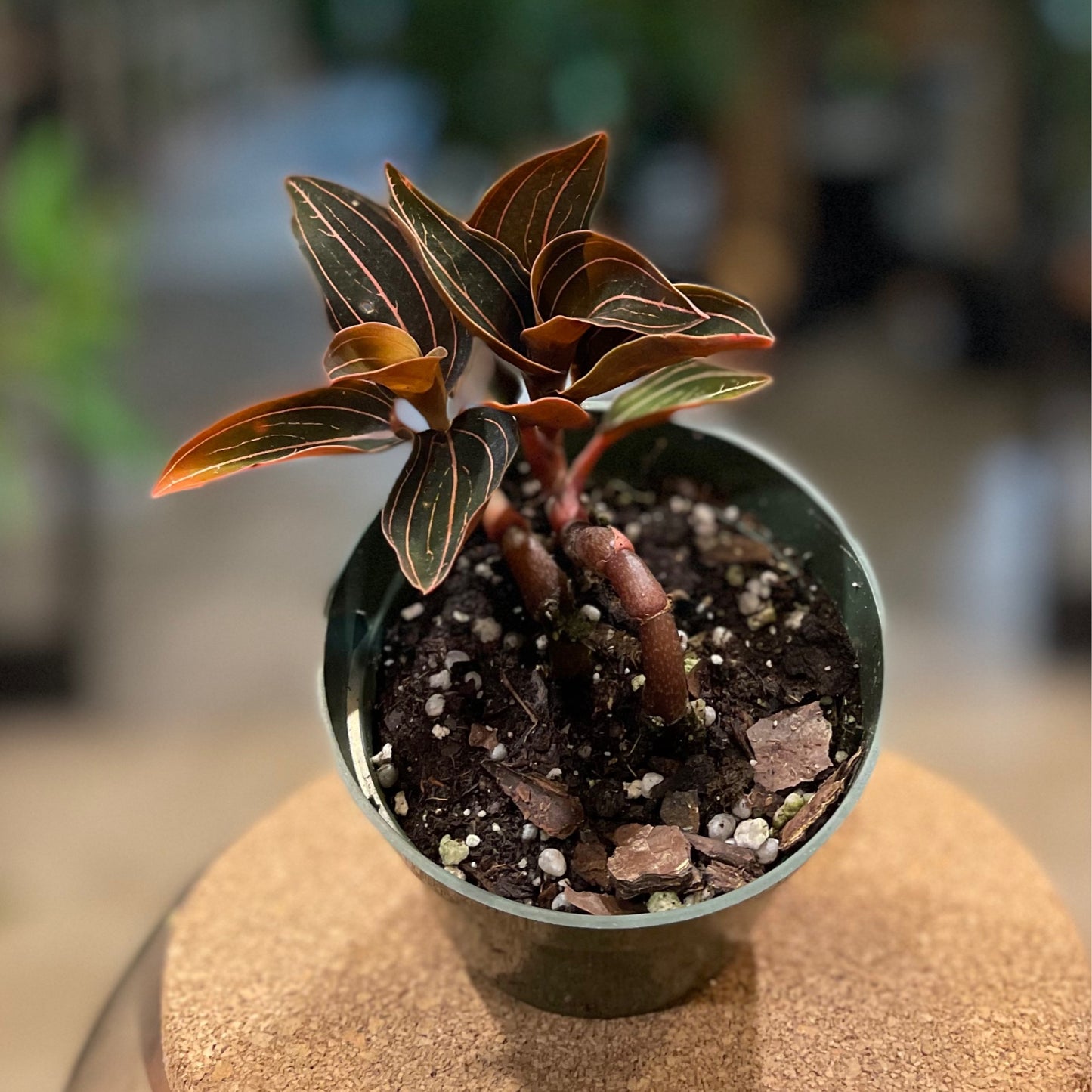 Jewel Orchid Turtle Back (Ludisia Discolor) 4”