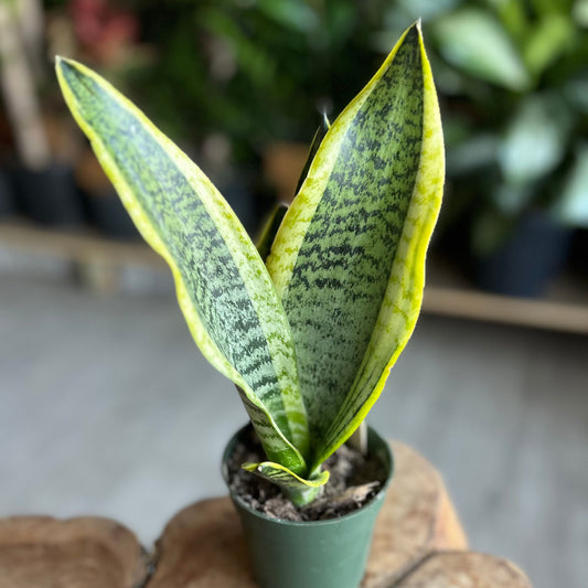 Sansevieria Laurentii (Snake Plant) 4"