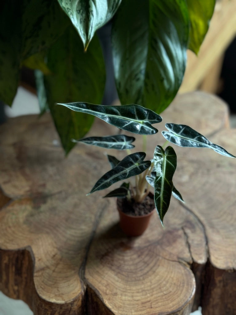 Alocasia Bambino 2”