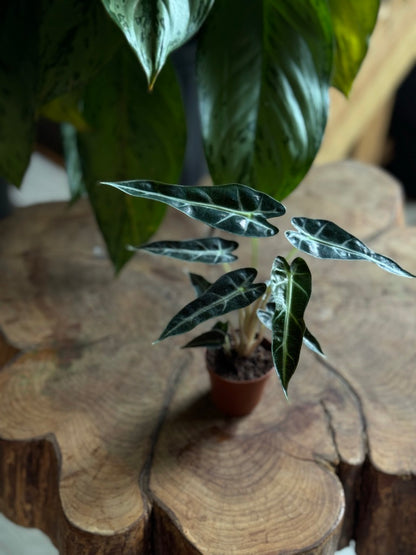 Alocasia Bambino 2”