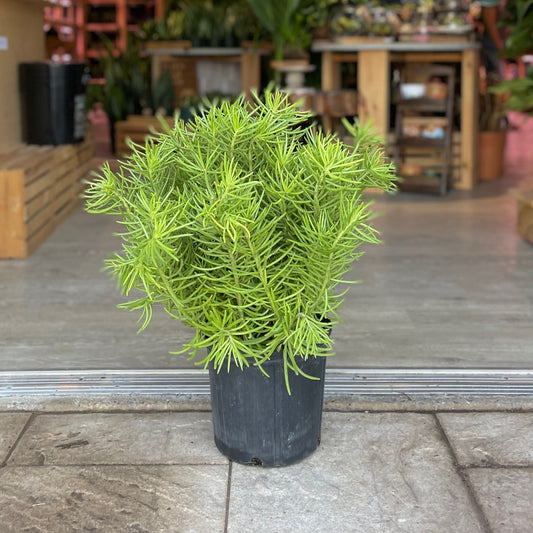 Senecio Archeri ‘Himalaya’ 10”