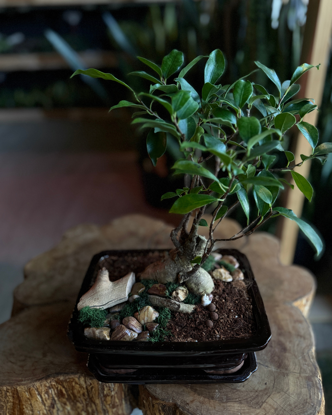 plant + sip: bonsai building saturday 5/16