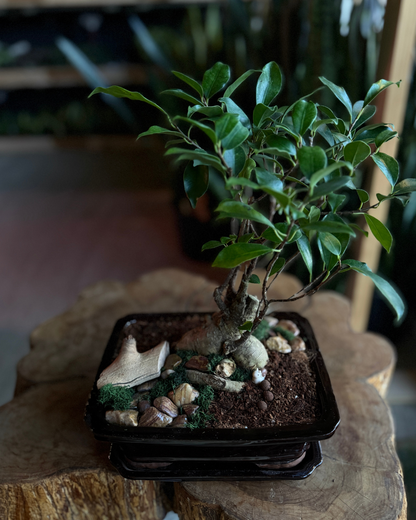 plant + sip: bonsai building saturday 5/16