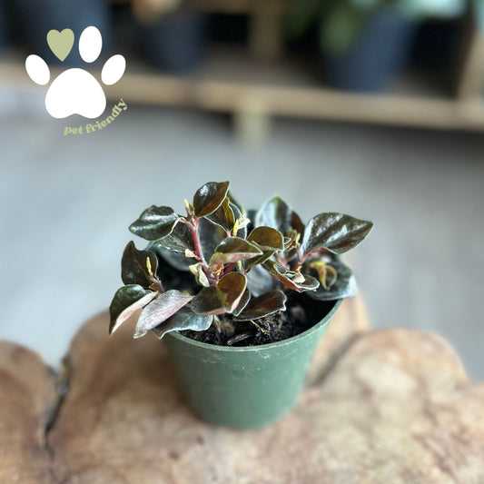 Peperomia Metallica 4"