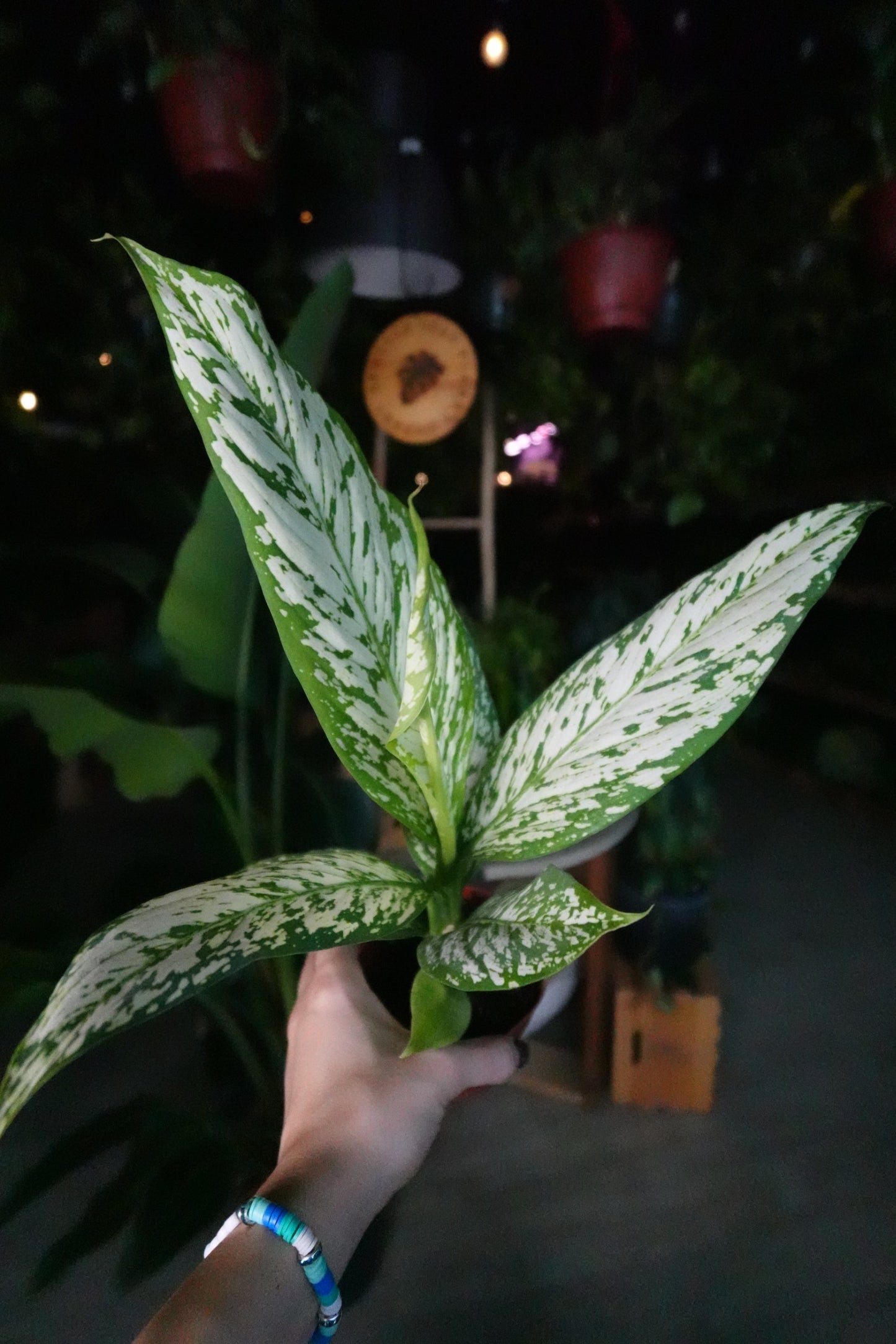 Dieffenbachia Etna 4"