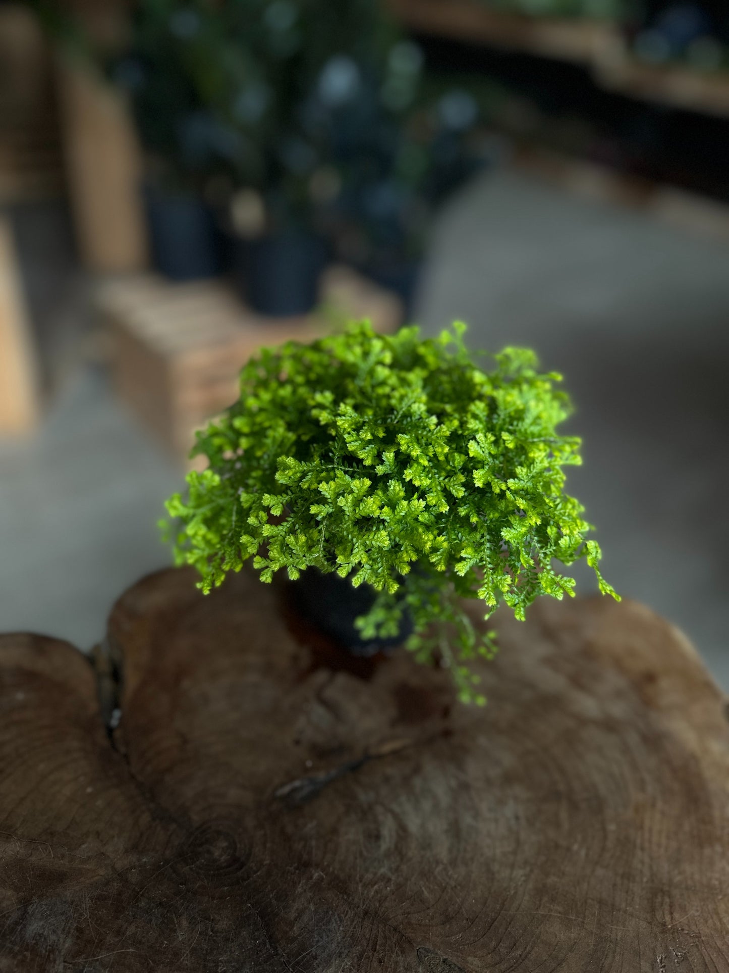 Gold Club Moss 4"