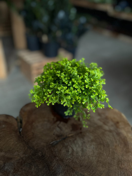 Gold Club Moss 4"