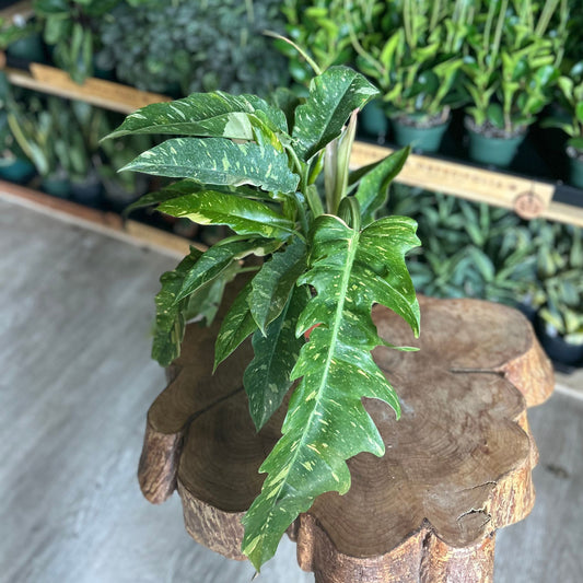 Philodendron Ring of Fire 6"