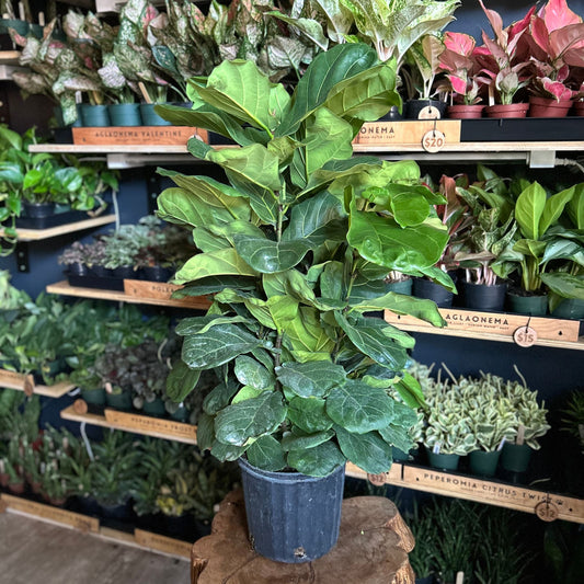 Ficus Lyrata (Fiddle Leaf Fig) 10"