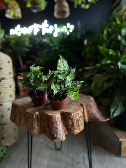 Syngonium Batik 6"