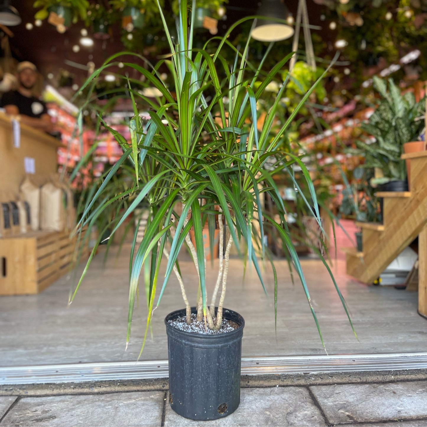 Dragon Tree (Dracaena Marginata) 8"