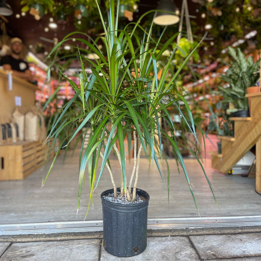 Dragon Tree (Dracaena Marginata) 8"