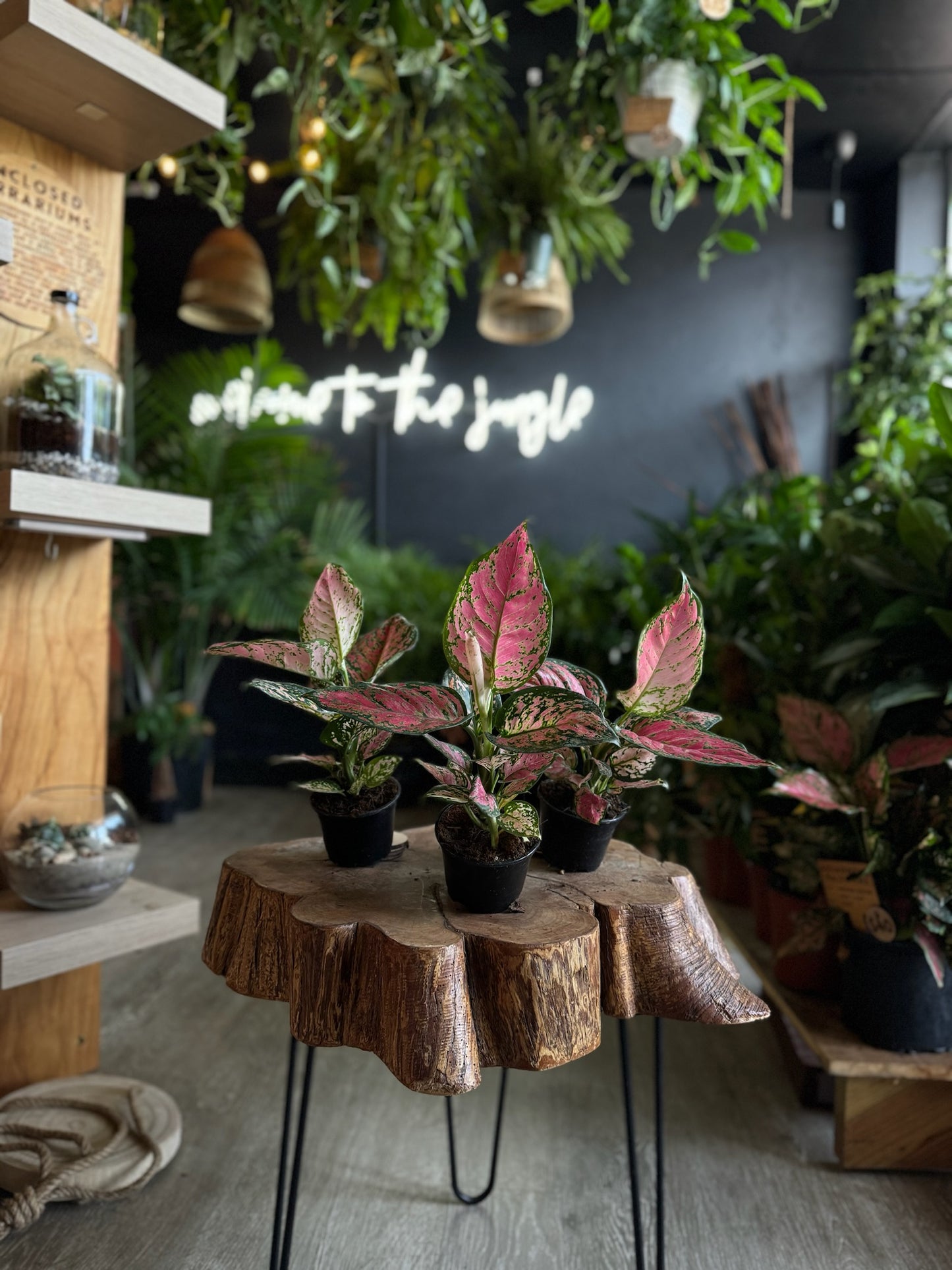 Aglaonema Red Valentine 4"
