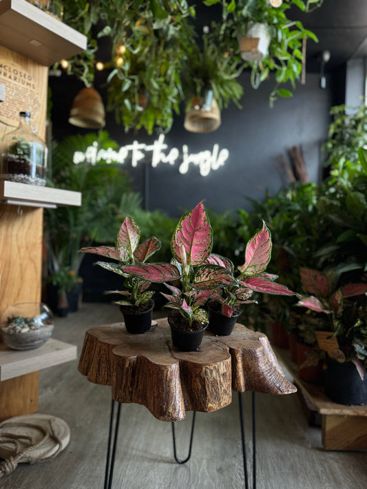 Aglaonema Red Valentine 4"