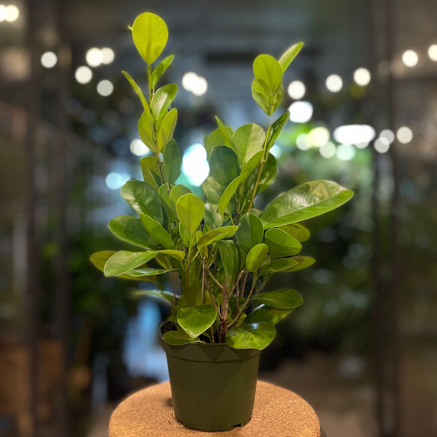 Ficus Moclame 4”