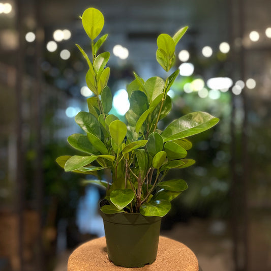 Ficus Moclame 4”