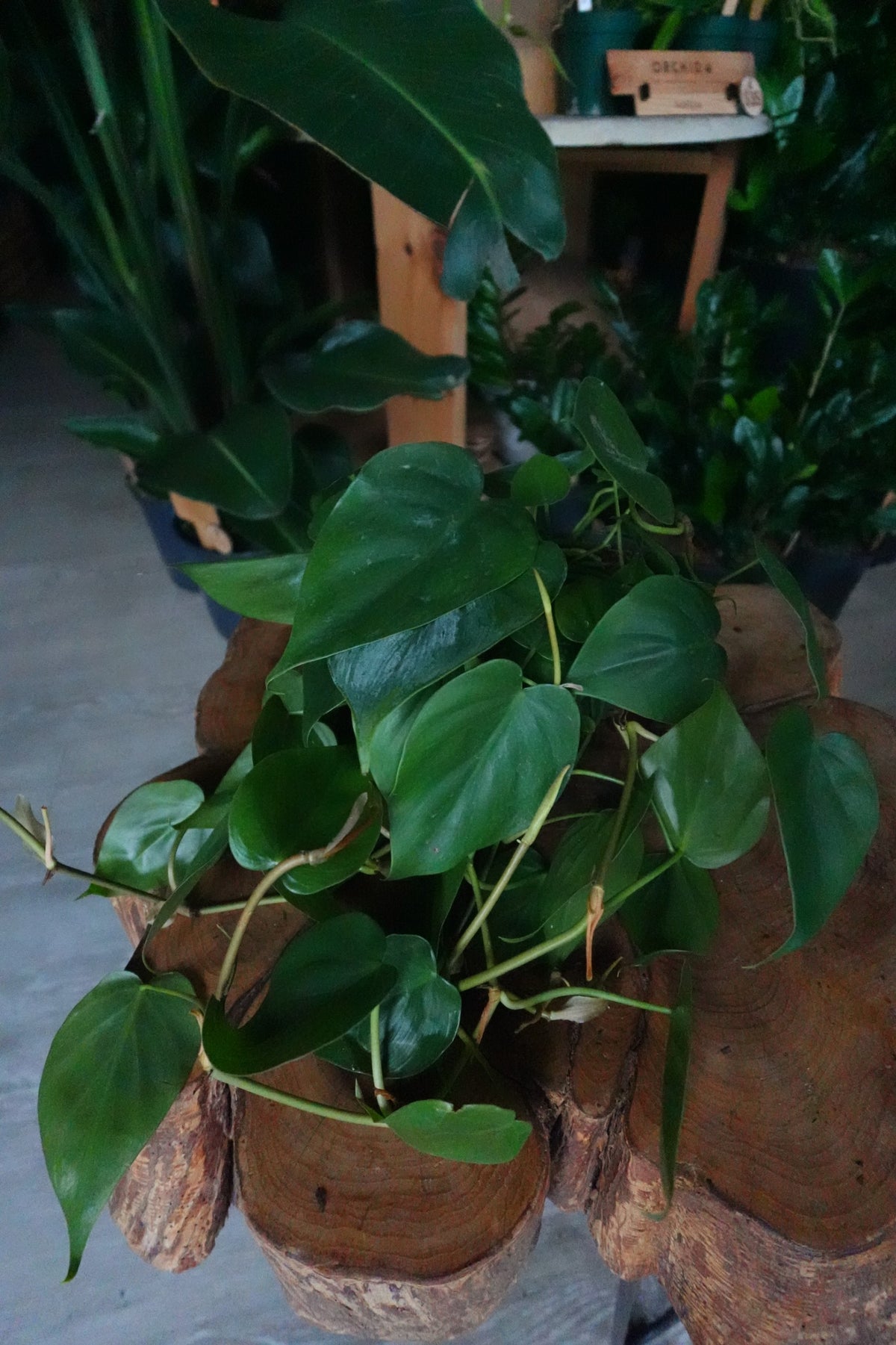 Heartleaf Philodendron 4"