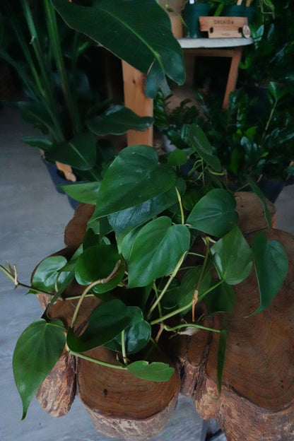 Heartleaf Philodendron 4"